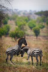 Obraz premium zebras fighting in the serengeti