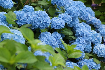 7月も終わりになろうという頃に見頃となったアジサイの花