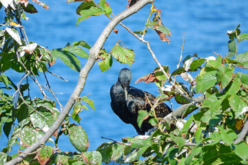 Black Great Cormorant bird on the seashore