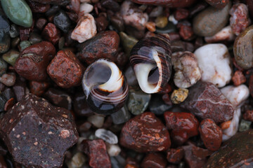 Shells on a Beach