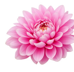 Obraz premium Pink Dahlia Flower Head