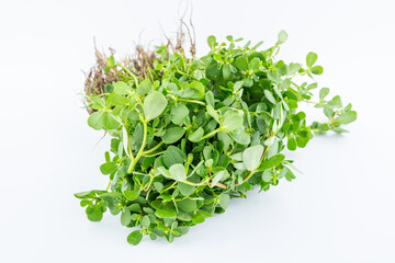 Obraz premium A handful of fresh organic vegetable purslane