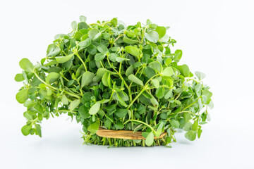 A handful of fresh organic vegetable purslane