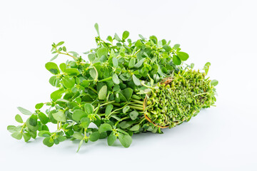 A handful of fresh organic vegetable purslane