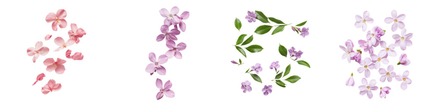 falling daphne flowers on white background, transparent background