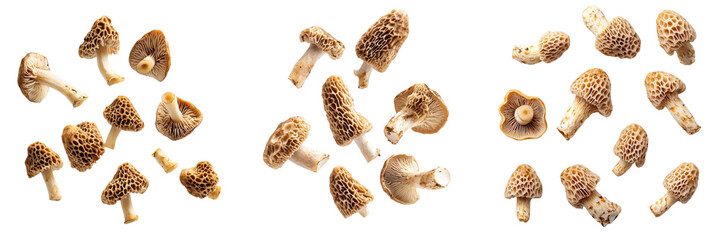 falling morel mushrooms on white background, transparent background