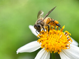 Close up of bee sucking flower nectar, macro shot of bee sucking flower nectar bidens pilosa