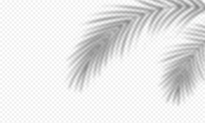 silhouette shadow leaf overlay isolated on white transparent background