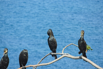 Black Great Cormorant bird on the seashore