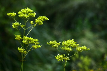 はかなげな繊細な花姿