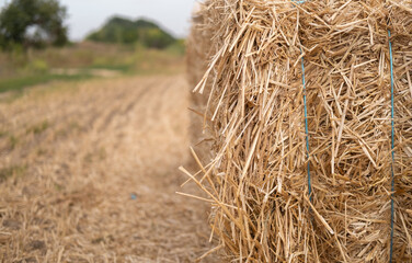Harvested straw bales resting in a tranquil field during late afternoon sunlight