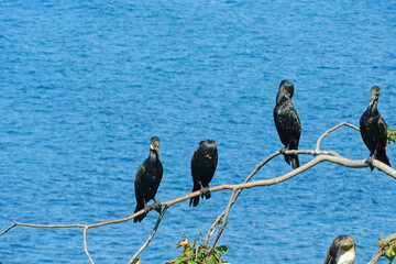 Black Great Cormorant bird on the seashore