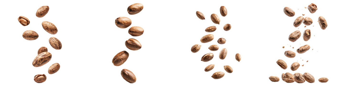 falling ripe mongongo nuts on white background, full depth of field, transparent background
