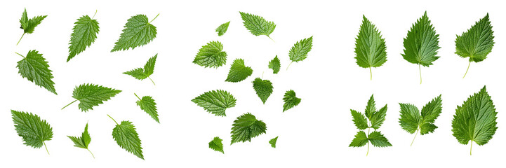 falling nettle leaves on white background, transparent background