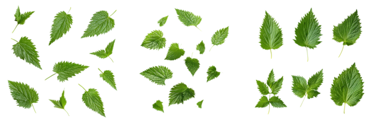 falling nettle leaves on white background, transparent background