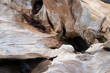 driftwood on the beach