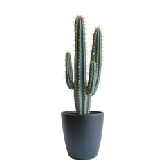 A tall cactus with multiple arms in a sleek black pot, showcasing a modern plant aesthetic.