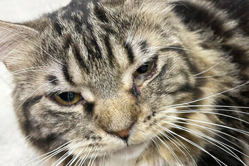 Kitten with eye infection looking at camera. Front view of cat with one eye glassy, teary and...