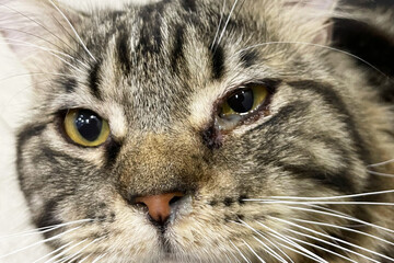 Kitten with eye infection looking at camera. Front view of cat with one eye glassy, teary and discolored. Cat eye half closed from pain. Conjunctivitis, feline herpes virus or allergy.