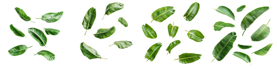 Fototapeta premium falling banana leaves on white background,transparent background