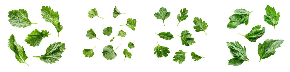 falling salad burnet leaves on white background,transparent background