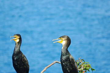 Black Great Cormorant bird on the seashore