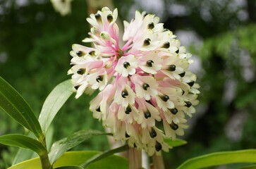 Tiny white clusters of Dendrobium Smillieae Lea orchid
