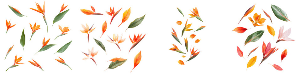 falling bird of paradise flowers on white background,transparent background