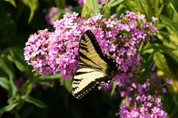 The Eastern Tiger Swallowtail on a pink Butterfly Bush flowers