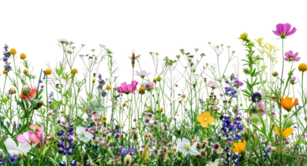 PNG Vibrant wildflowers in natural bloom