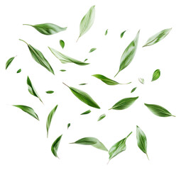 PNG Flying grass petals background leaves white.