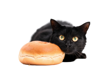 Adorable Cat Eating Food as a Bread photo isolated on png background.
