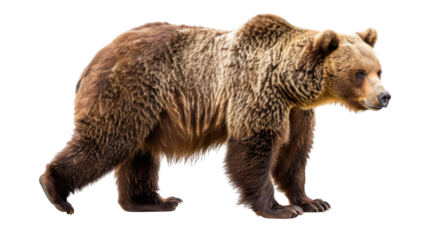 Brown Bear ( Ursus arctos) Isolated on Png Background.