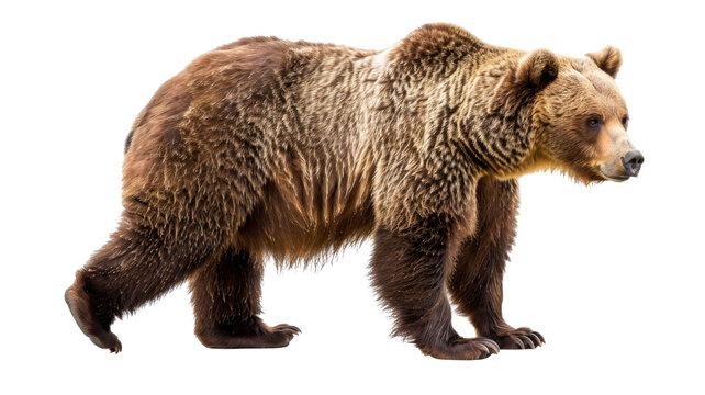 Brown Bear ( Ursus arctos) Isolated on Png Background.