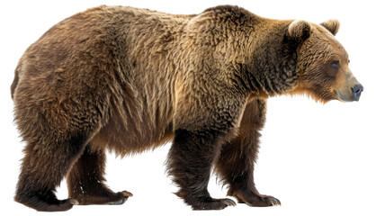 Fototapeta premium Brown Bear ( Ursus arctos) Isolated on Png Background.