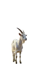  Cute white Goat Isolated Photo png.