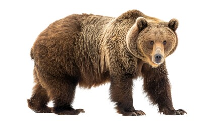 Fototapeta premium Brown Bear ( Ursus arctos) Isolated on Png Background.
