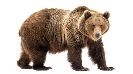 Fototapeta premium Brown Bear ( Ursus arctos) Isolated on Png Background.