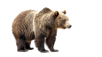Brown Bear ( Ursus arctos) Isolated on Png Background.