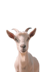  Cute white Goat Isolated Photo png.