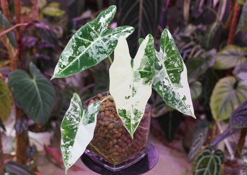 Beautiful white and green marbled leaves of Alocasia Frydek variegated grown in Leca