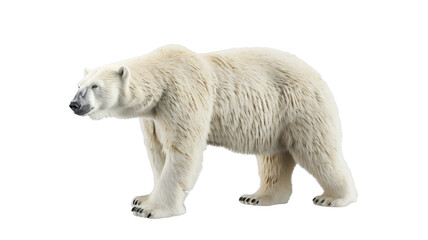  Large Polar Bear Isolated on Png Background.