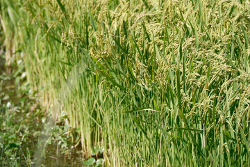 水田の田んぼの風景