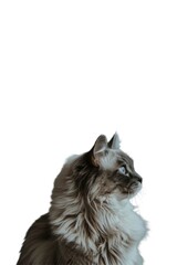 Obraz premium A beautiful grey cat with blue eyes gazes into the distance