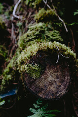 Close-up view of a moss-covered log lying on the forest floor, showcasing nature's textures during the golden hour