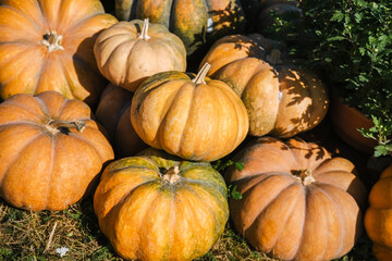 Harvest time at a pumpkin patch with abundant orange pumpkins in the late afternoon sun