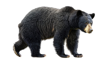 Fototapeta premium Black Bear Isolated on Png Background.