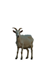  Cute white Goat Isolated Photo png.