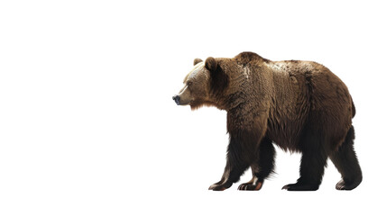 Fototapeta premium Brown Bear ( Ursus arctos) Isolated on Png Background.