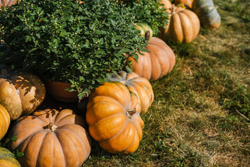 Harvesting pumpkins in a sunny field with vibrant greenery during autumn